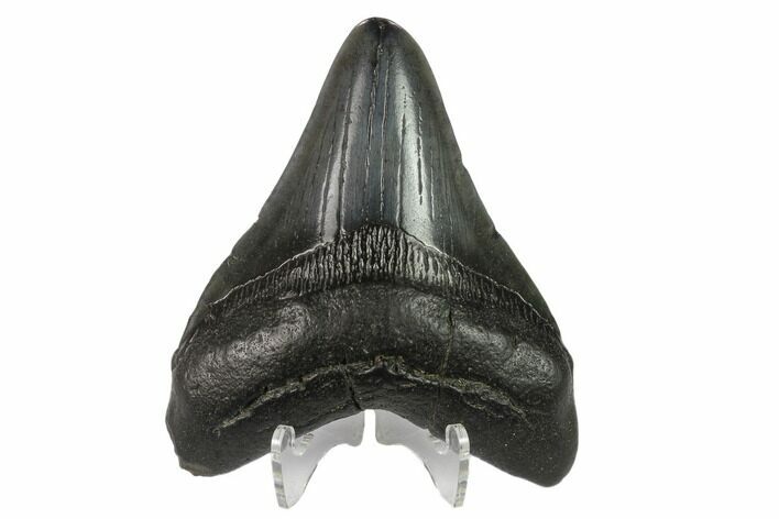 Fossil Megalodon Tooth - South Carolina #130801